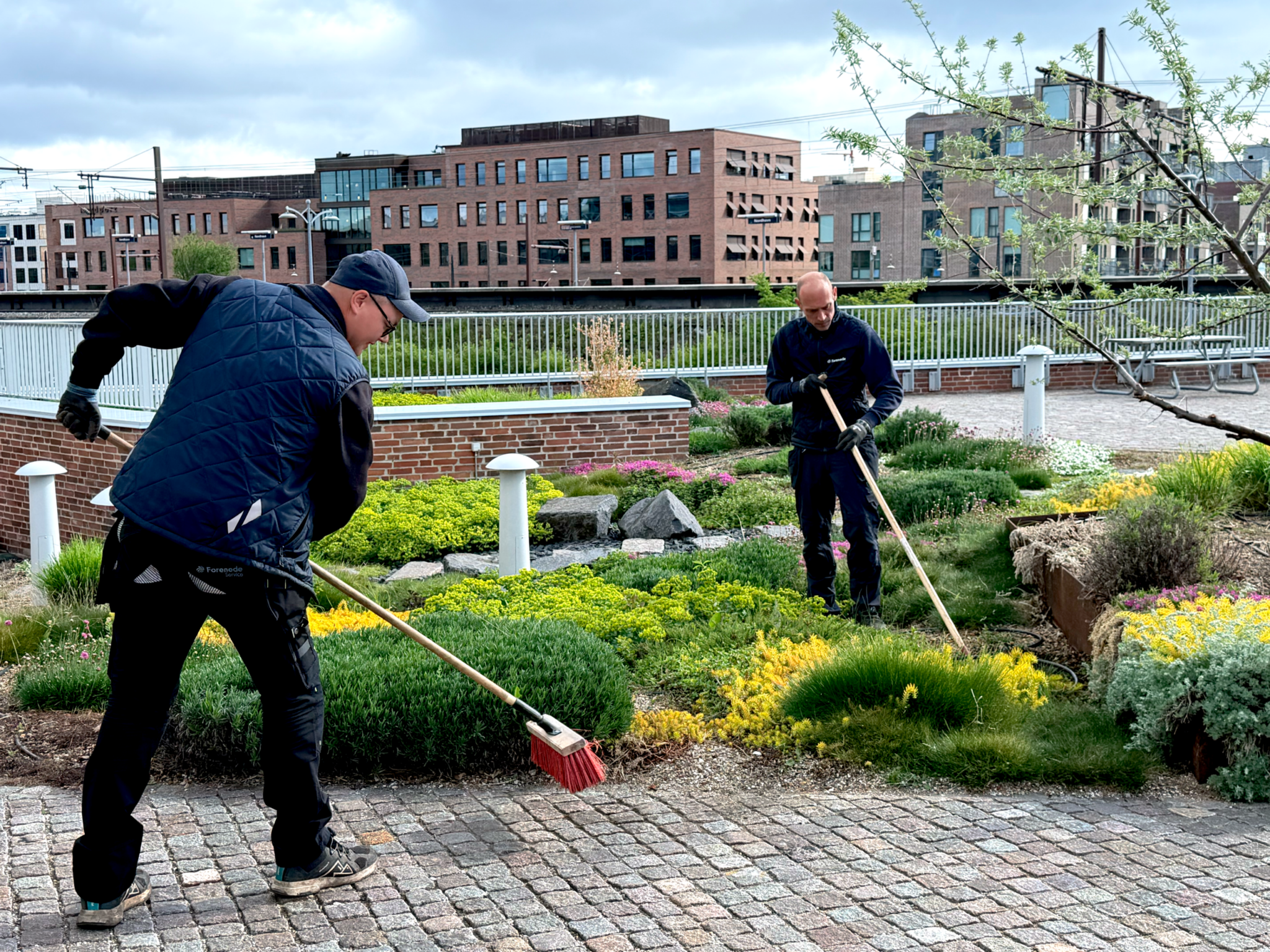 To medarbejdere fejer omkring beplantningen i en gårdhave